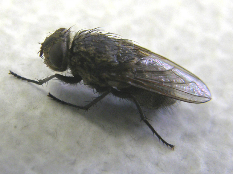 Pollenia rudis F (Calliphoridae).