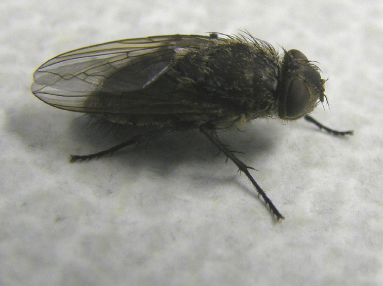 Pollenia rudis F (Calliphoridae).