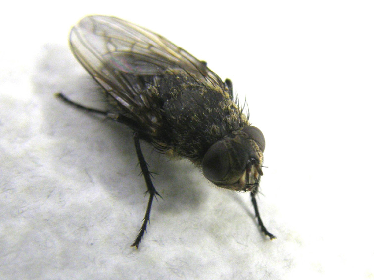 Pollenia rudis F (Calliphoridae).