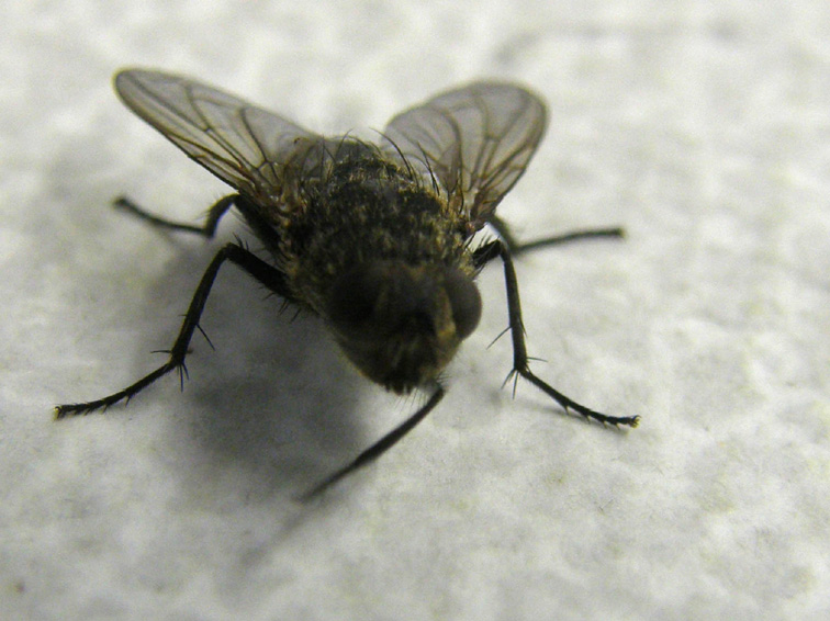 Pollenia rudis F (Calliphoridae).