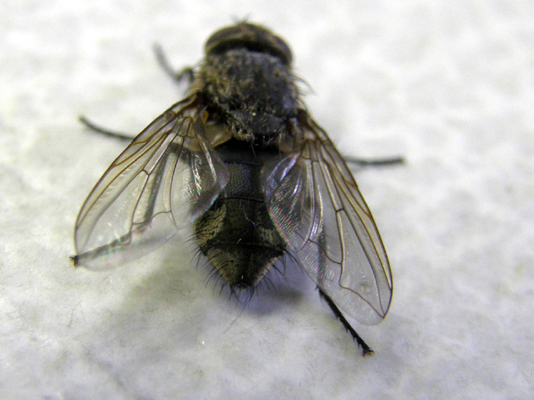 Pollenia rudis F (Calliphoridae).