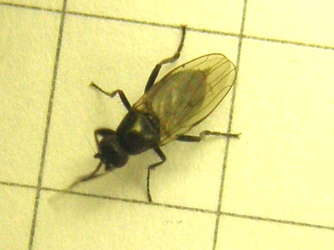 Piccola mosca da identificare:  cfr. Sphaeroceridae
