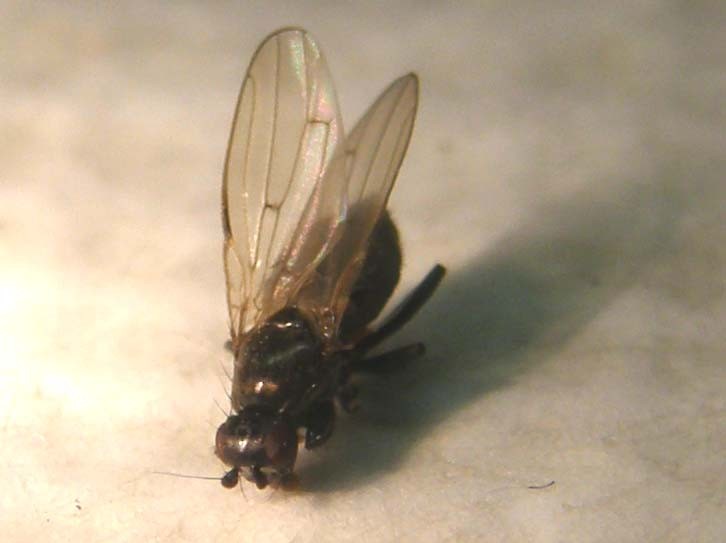 Piccola mosca da identificare:  cfr. Sphaeroceridae