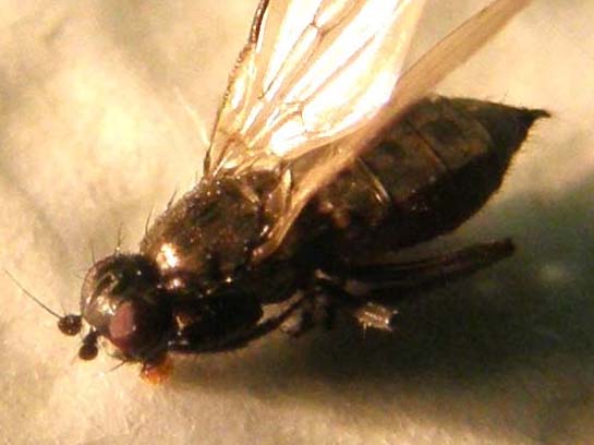 Piccola mosca da identificare:  cfr. Sphaeroceridae
