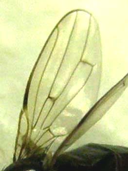 Piccola mosca da identificare:  cfr. Sphaeroceridae