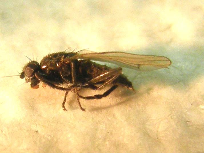 Piccola mosca da identificare:  cfr. Sphaeroceridae