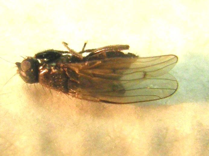 Piccola mosca da identificare:  cfr. Sphaeroceridae