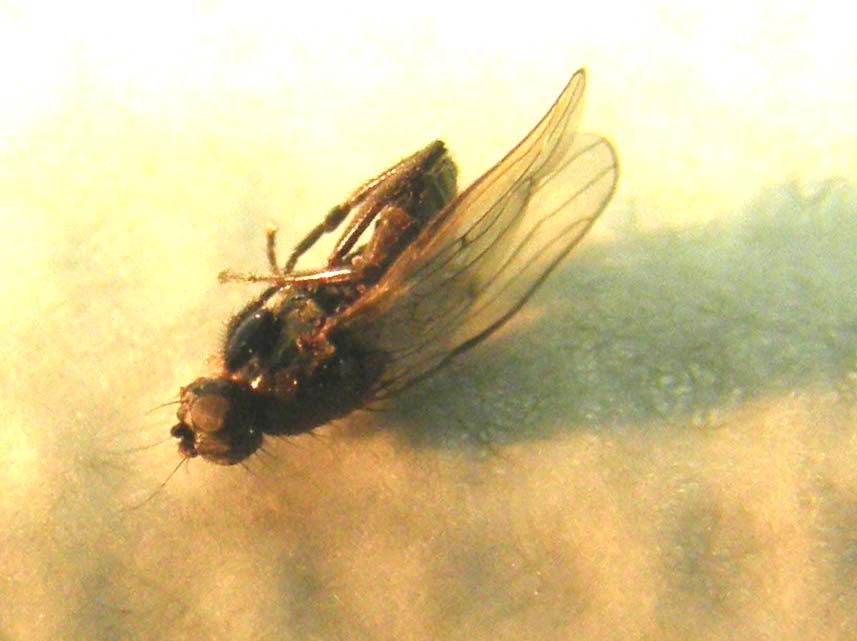Piccola mosca da identificare:  cfr. Sphaeroceridae