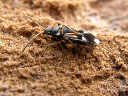 Lygaeidae del Parco Ravizza1: Raglius alboacuminatus