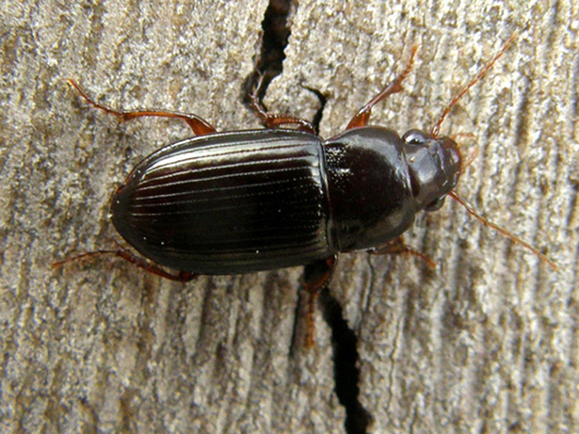 Harpalus? Amara apricaria