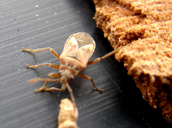 Lygaeidae del Parco Ravizza 2: Arocatus longiceps