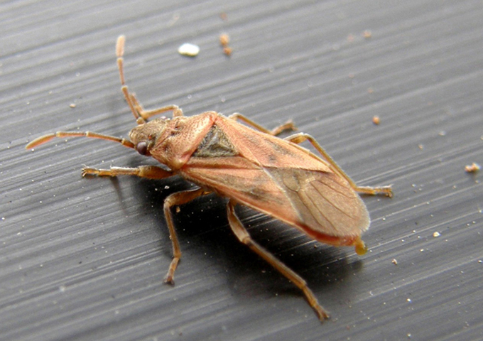 Lygaeidae del Parco Ravizza 2: Arocatus longiceps