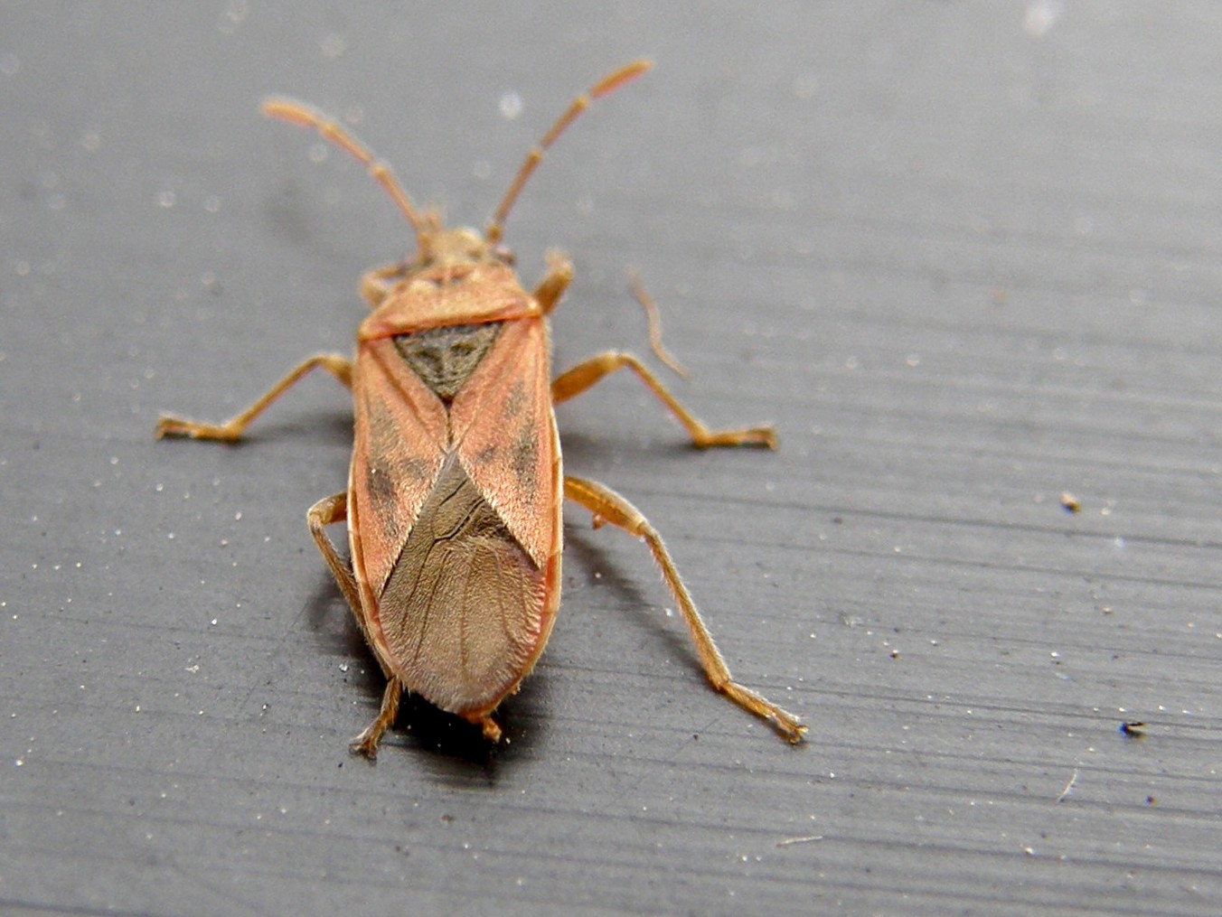 Lygaeidae del Parco Ravizza 2: Arocatus longiceps