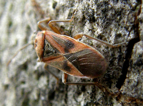 Lygaeidae del Parco Ravizza3: Arocatus cfr. longiceps
