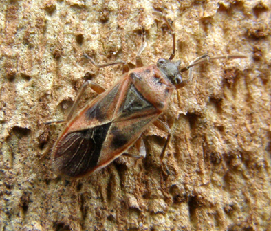 Lygaeidae del Parco Ravizza3: Arocatus cfr. longiceps