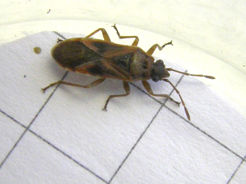 Lygaeidae del Parco Ravizza3: Arocatus cfr. longiceps