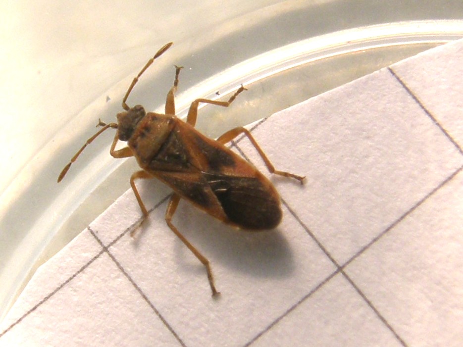 Lygaeidae del Parco Ravizza3: Arocatus cfr. longiceps