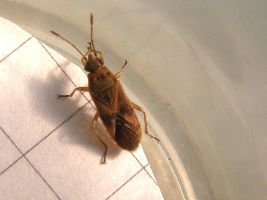 Lygaeidae del Parco Ravizza3: Arocatus cfr. longiceps