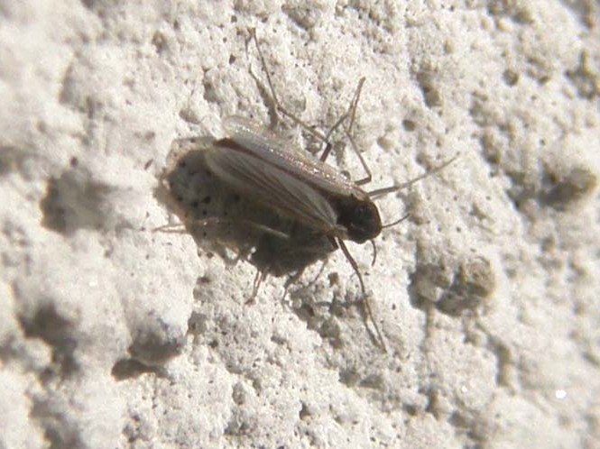 Probabile Chironomidae e...cos''altro?