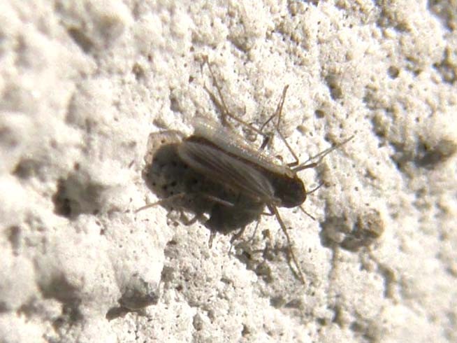 Probabile Chironomidae e...cos''altro?