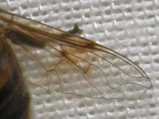 Eristalis tenax femmina