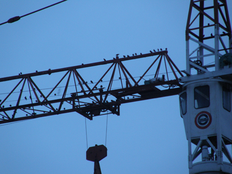 Gli storni...e la gru!