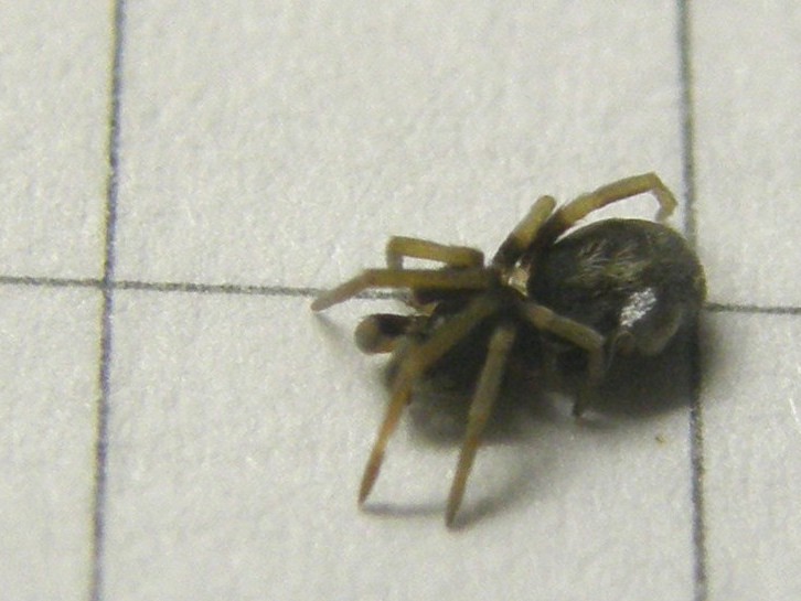Pritha sagittata