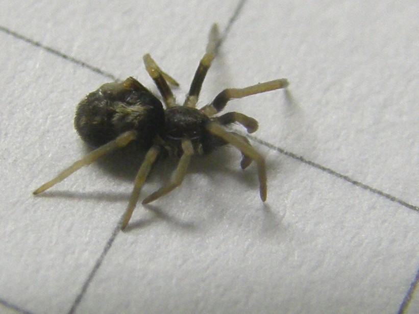 Pritha sagittata