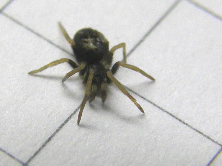 Pritha sagittata