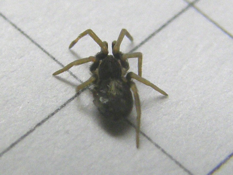 Pritha sagittata
