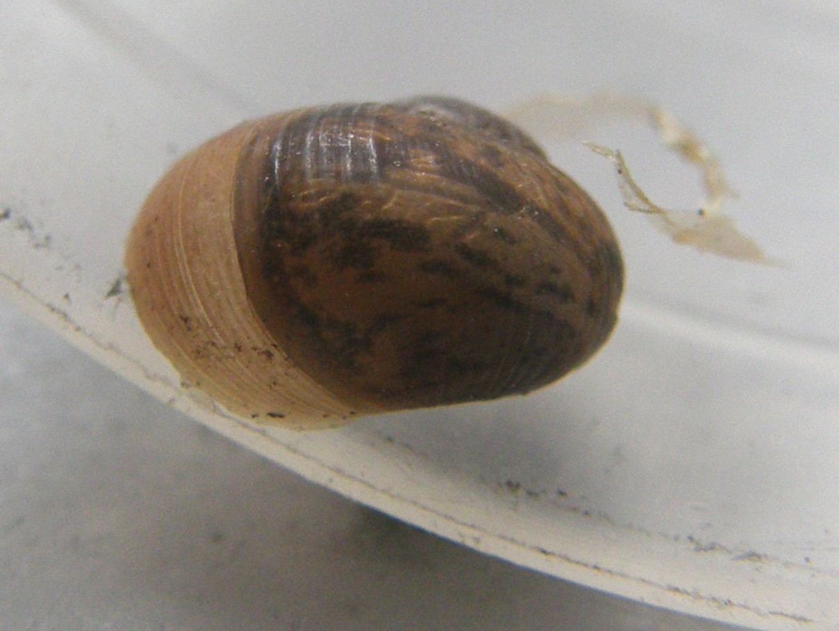 Chiocciola da identificare