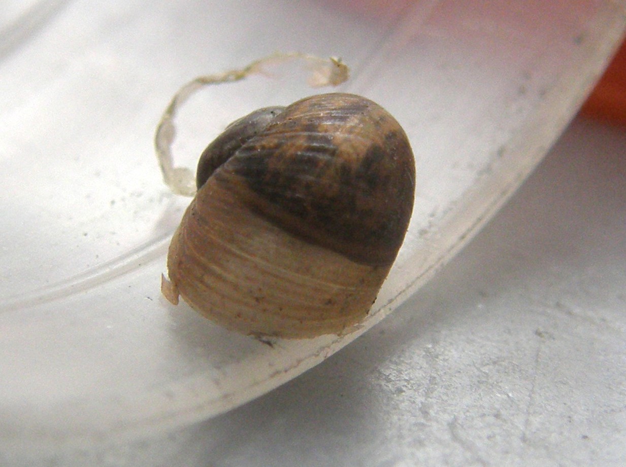 Chiocciola da identificare