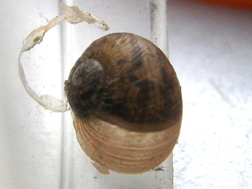 Chiocciola da identificare