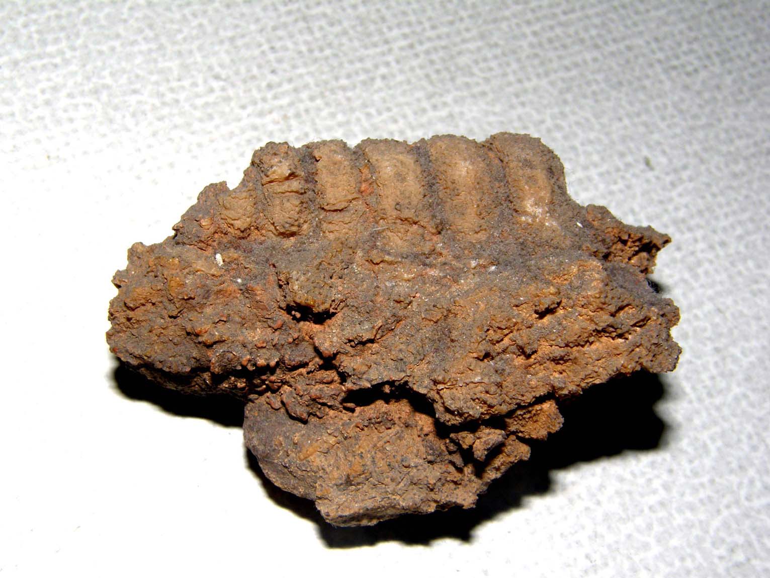 Fossile algerino