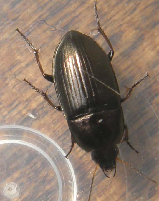 Da identificare: Amara aenea