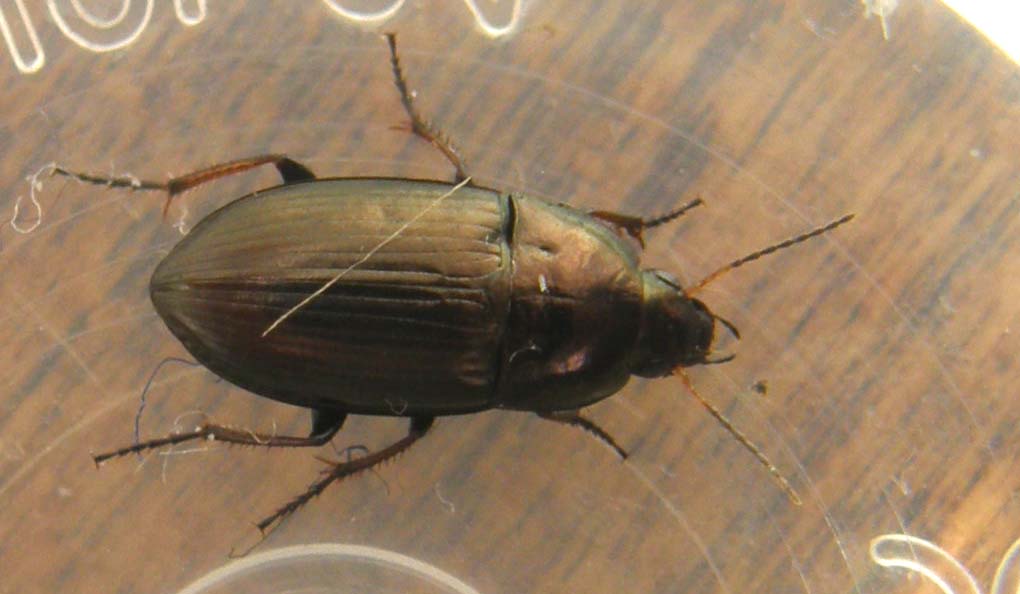 Da identificare: Amara aenea