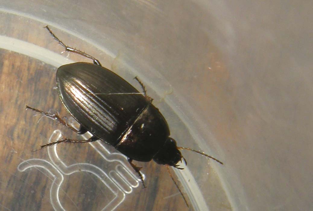 Da identificare: Amara aenea