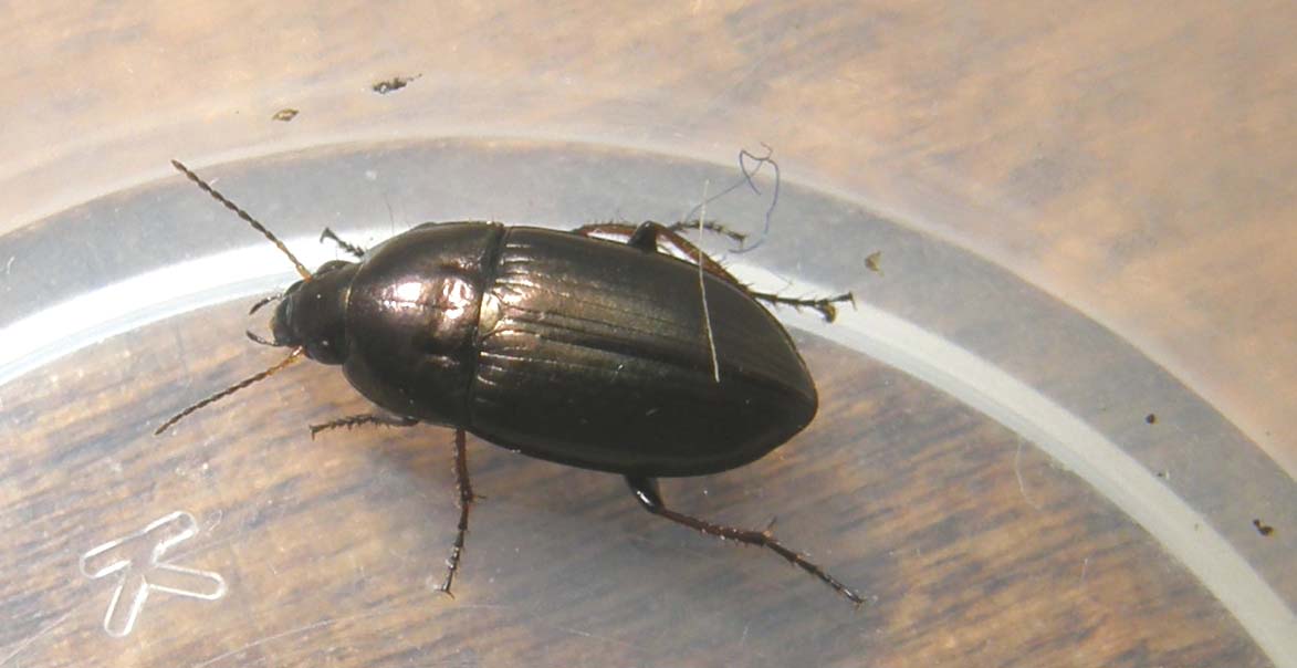 Da identificare: Amara aenea