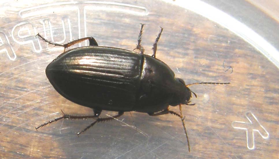Da identificare: Amara aenea