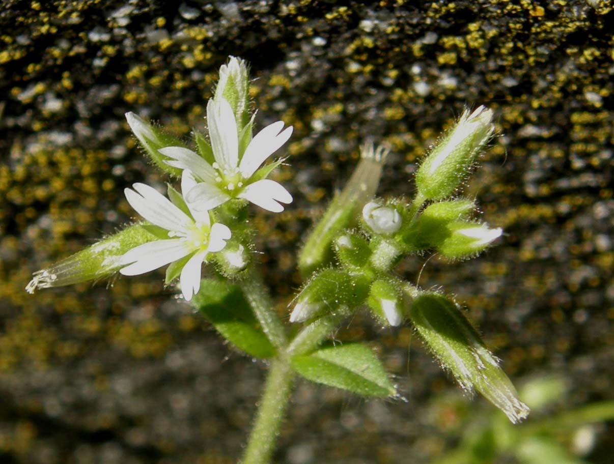 Cerastium glomeratum