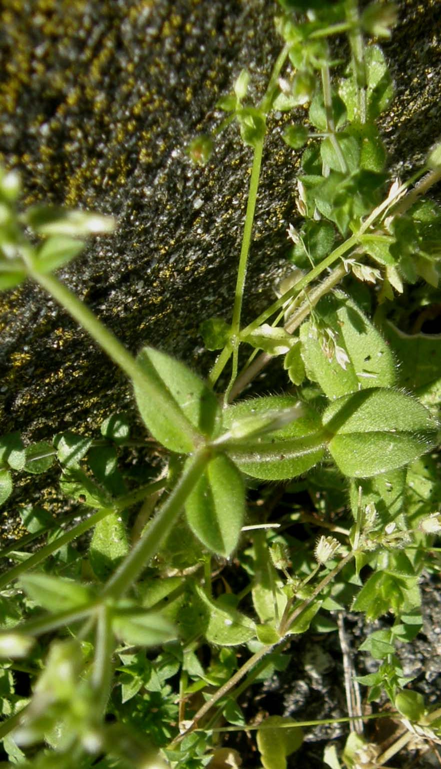 Cerastium glomeratum