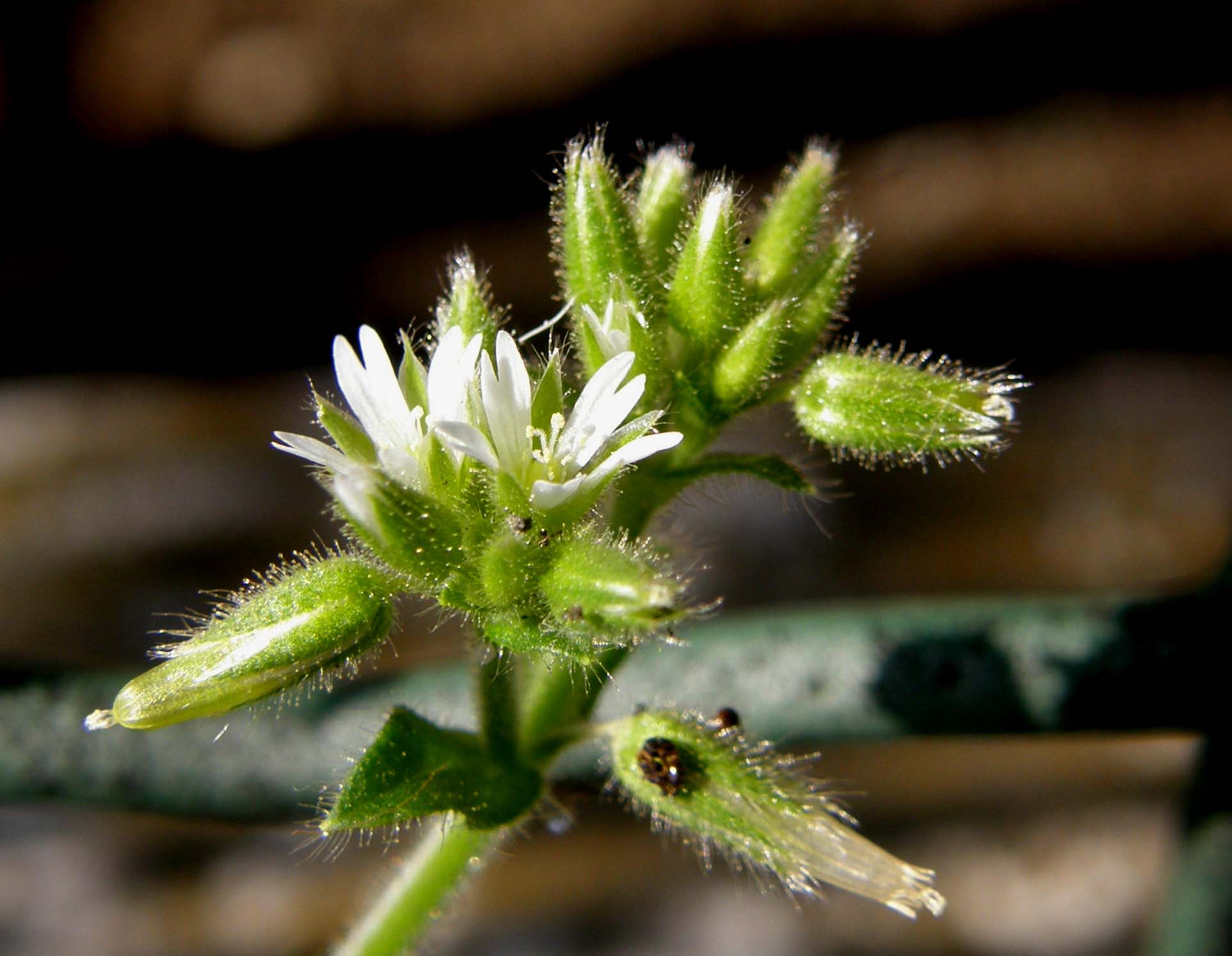Cerastium glomeratum
