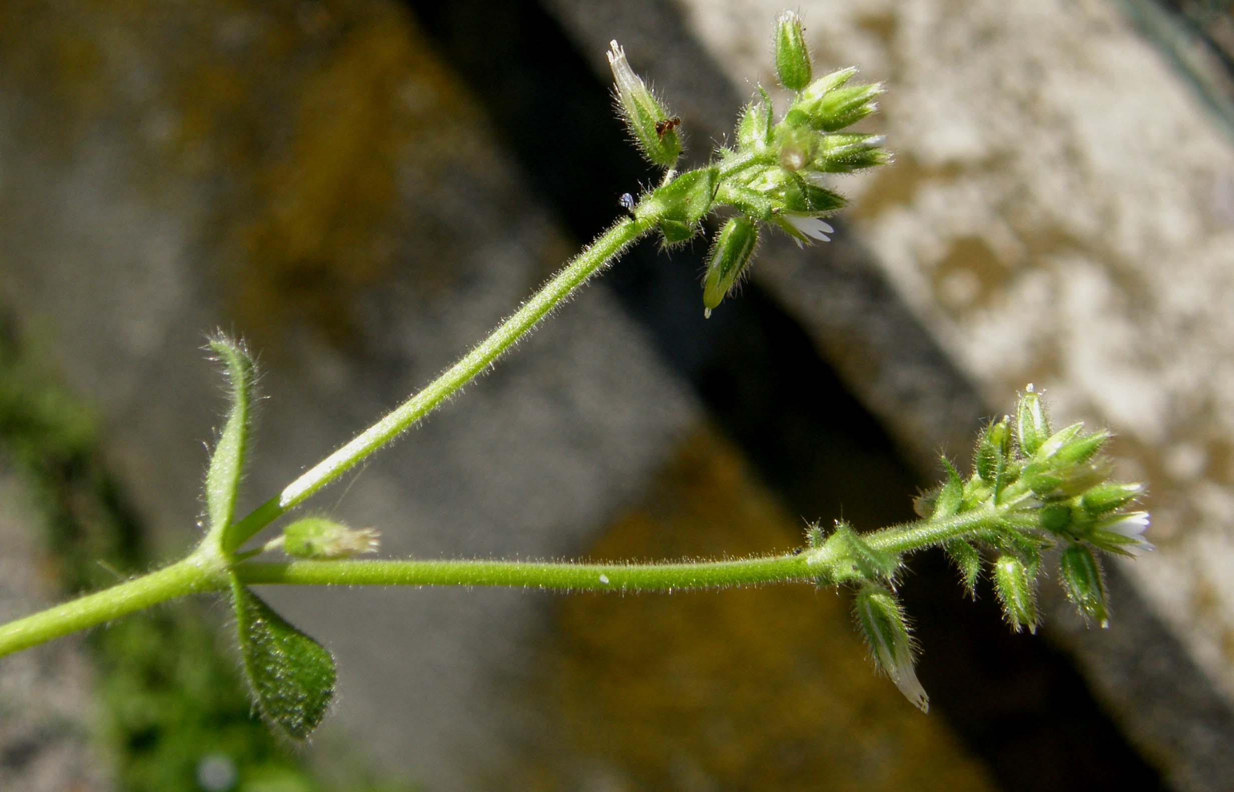 Cerastium glomeratum