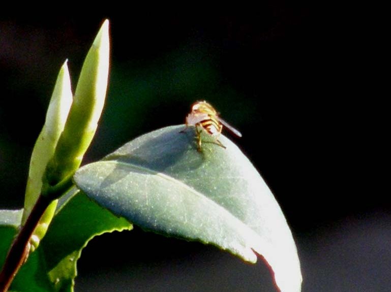 Syrphidae da identificare