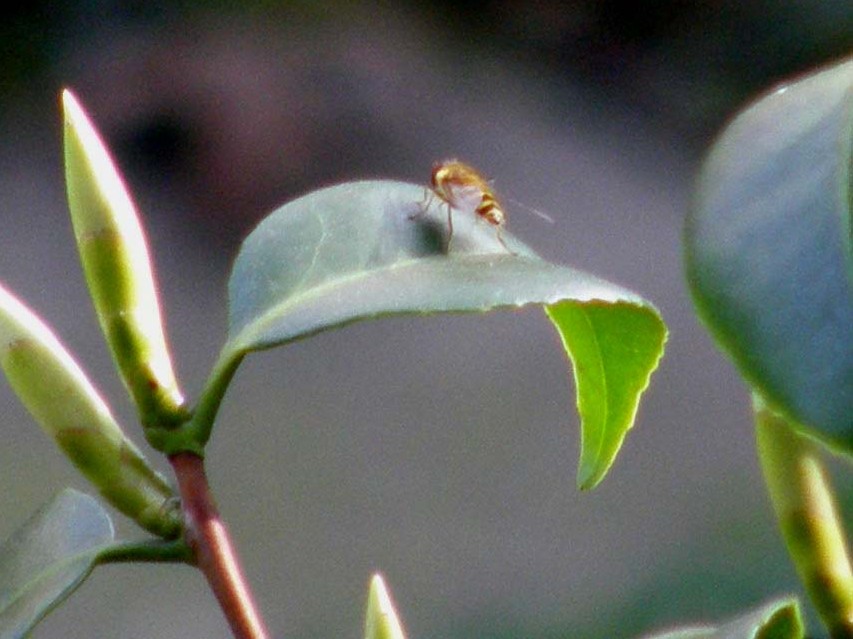 Syrphidae da identificare