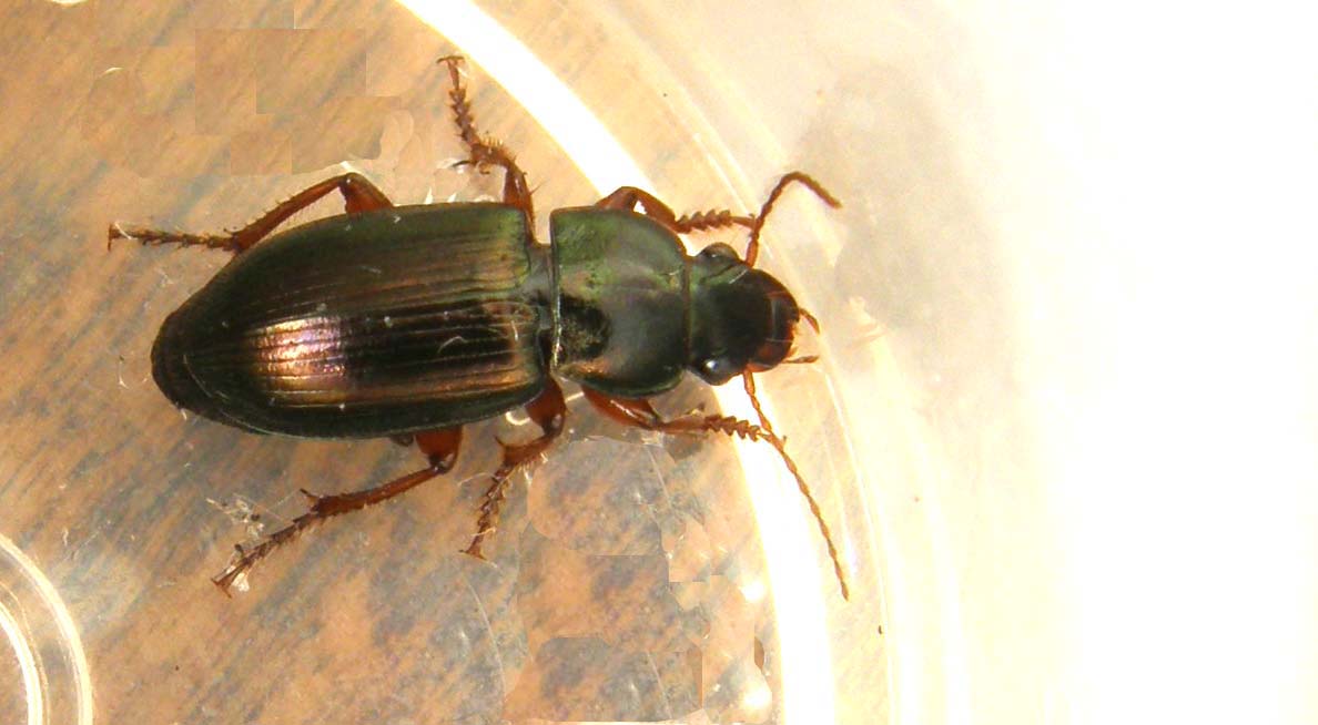 Altro piccolo carabide: Harpalus affinis