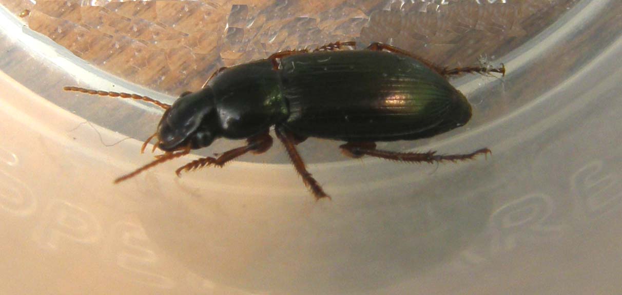 Altro piccolo carabide: Harpalus affinis