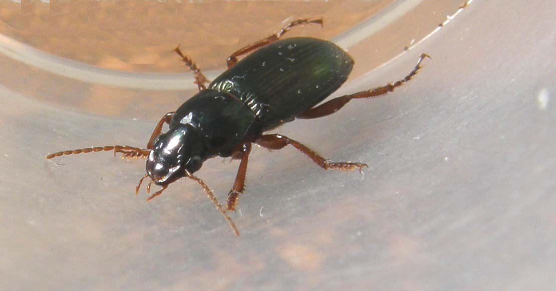 Altro piccolo carabide: Harpalus affinis