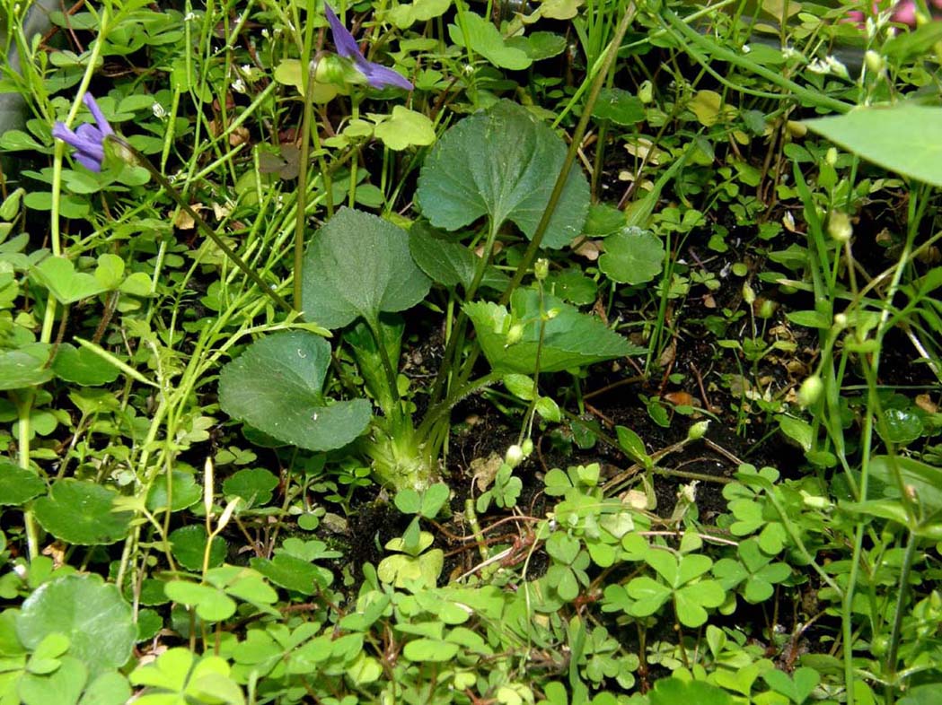 Viola sororia  / Viola sorella