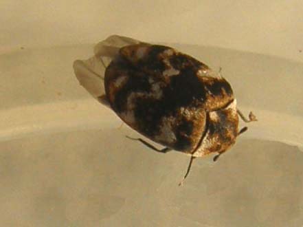 Un altro Anthrenus?
